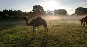 Kamelfarm Marquard